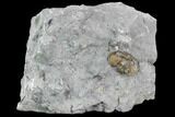 Isotelus Trilobite From Verulam Formation - Ontario #107502-1